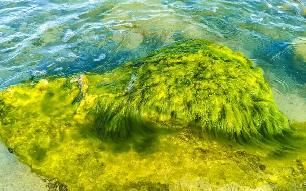 Playa del Carmen Quintana Roo Meksika sahilindeki turkuaz yeşil ve mavi sularda kayalar ve mercanlar..