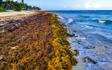 The beautiful Caribbean beach totally filthy and dirty the nasty seaweed sargazo problem in Playa del Carmen Quintana Roo Mexico.