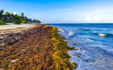 The beautiful Caribbean beach totally filthy and dirty the nasty seaweed sargazo problem in Playa del Carmen Quintana Roo Mexico.