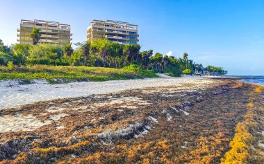 The beautiful Caribbean beach totally filthy and dirty the nasty seaweed sargazo problem in Playa del Carmen Quintana Roo Mexico.