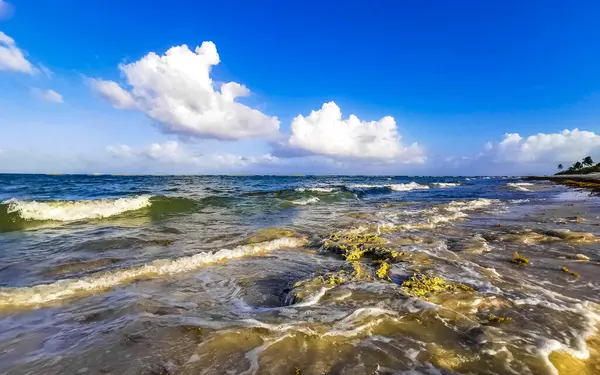 Playa del Carmen Quintana Roo Meksika sahilindeki turkuaz yeşil ve mavi sularda kayalar ve mercanlar..