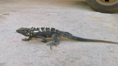 Zicatela Puerto Escondido Oaxaca Meksika 'nın zemin katında dev bir Iguana kertenkele hayvan sürüngeni..