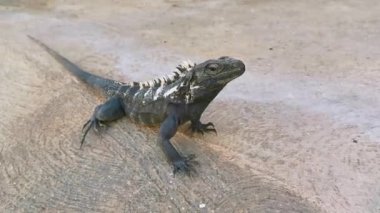 Zicatela Puerto Escondido Oaxaca Meksika 'nın zemin katında dev bir Iguana kertenkele hayvan sürüngeni..