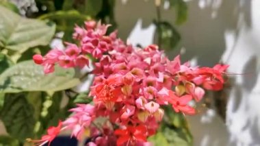 Zicatela Puerto Escondido Oaxaca Meksika 'da kırmızı pembe çiçekleri ve mavi gökyüzü ile tropik ağaç çalılığı.