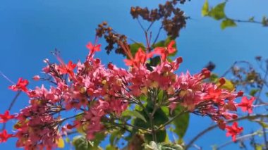 Zicatela Puerto Escondido Oaxaca Meksika 'da kırmızı pembe çiçekleri ve mavi gökyüzü ile tropik ağaç çalılığı.