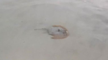 İğneli vatoz vatozları Playa del Carmen Quintana Roo Meksika 'da dalgalarla sahile yakın yüzer..