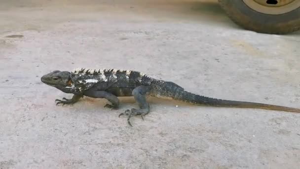 Ogromny Iguana Gecko Zwierzę Jaszczurka Gad Parterze Zicatela Puerto Escondido — Wideo stockowe