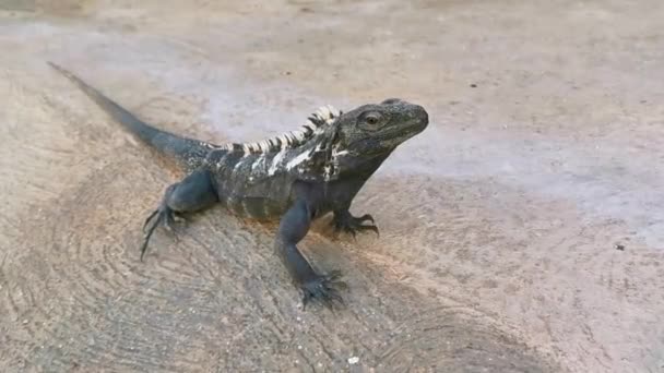 Hatalmas Iguana Gekkó Állat Gyík Hüllő Földszinten Zicatela Puerto Escondido — Stock videók