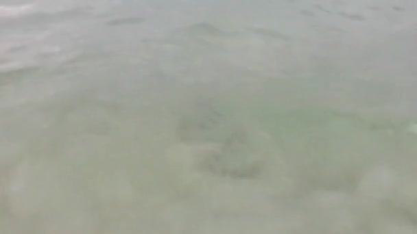 Stachelrochen Elektrische Rochen Schwimmen Strandnähe Wasser Mit Wellen Playa Del — Stockvideo