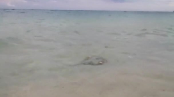 スティンギングレイは プラーヤ カルメン キンタナ ルーメキシコの波と水のビーチの近くで泳ぐ電光線を散策します — ストック動画