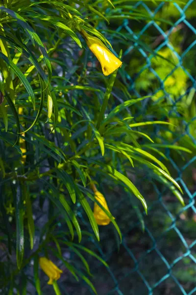 Yellow or orange Oleander flower on tree with green leaves and blue sky in Playa del Carmen Mexico.