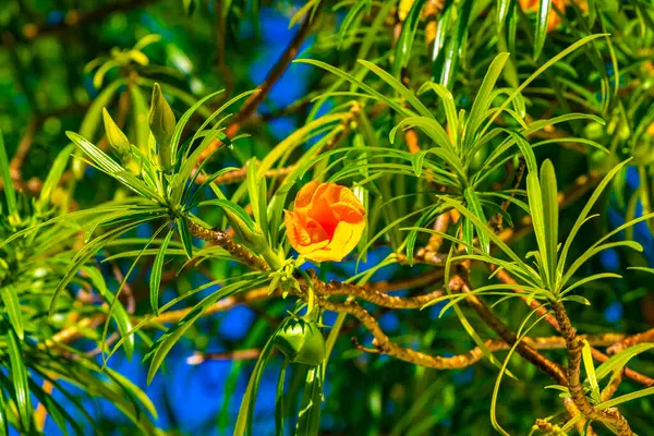 Yellow or orange Oleander flower on tree with green leaves and blue sky in Playa del Carmen Mexico.