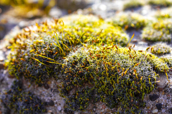 Moss and lichen grow on rock in Loxstedt Cuxhaven Lower Saxony Germany.