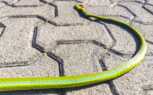 Green turquoise tropical snake run over and dead on the road in Playa del Carmen Quintana Roo Mexico.