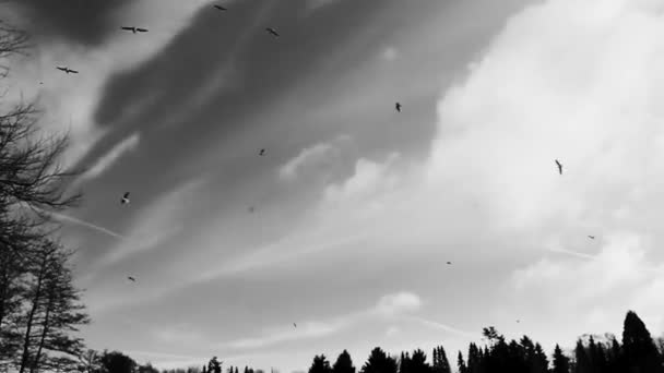 Las Aves Vuelan Cielo Con Senderos Químicos Chemtrails Speckenbtteler Park — Vídeo de stock
