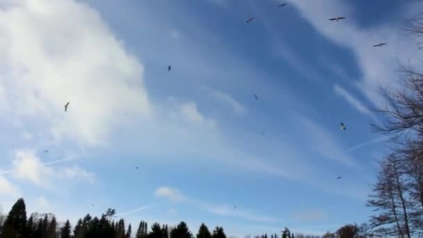 Πουλιά Πετούν Στον Ουρανό Χημικές Διαδρομές Chemtrails Speckenbtteler Park Lehe — Αρχείο Βίντεο