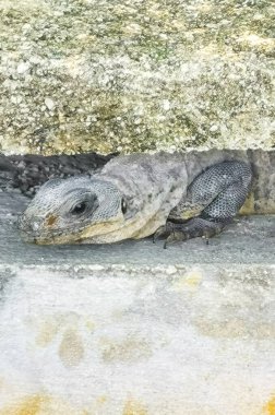 Meksika iguanası Playa del Carmen Quintana Roo Mexico 'da tropikal doğada bir duvar kayasında yatar..