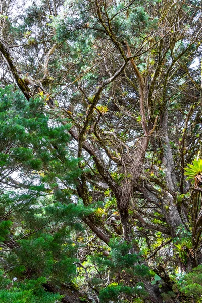Orta Amerika 'daki Para Heredia Kosta Rika' daki dağlarda orman yolu yürüyüş yolu ve uzun dev bitkiler ve ağaçlar olan büyülü bir orman..
