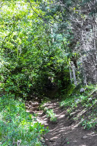 Orta Amerika 'daki Para Heredia Kosta Rika' daki dağlarda orman yolu yürüyüş yolu ve uzun dev bitkiler ve ağaçlar olan büyülü bir orman..