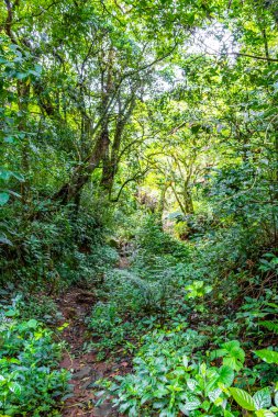 Orta Amerika 'daki Para Heredia Kosta Rika' daki dağlarda orman yolu yürüyüş yolu ve uzun dev bitkiler ve ağaçlar olan büyülü bir orman..