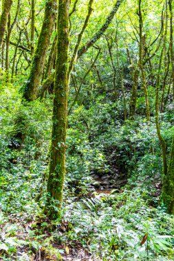 Orta Amerika 'daki Para Heredia Kosta Rika' daki dağlarda orman yolu yürüyüş yolu ve uzun dev bitkiler ve ağaçlar olan büyülü bir orman..