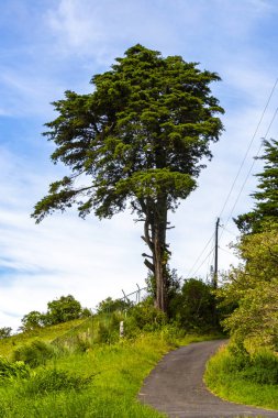 Orta Amerika 'daki Para Heredia Kosta Rika' daki dağlarda orman yolu yürüyüş yolu ve uzun dev bitkiler ve ağaçlar olan büyülü bir orman..