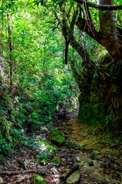 Orta Amerika 'daki Para Heredia Kosta Rika' daki dağlarda orman yolu yürüyüş yolu ve uzun dev bitkiler ve ağaçlar olan büyülü bir orman..