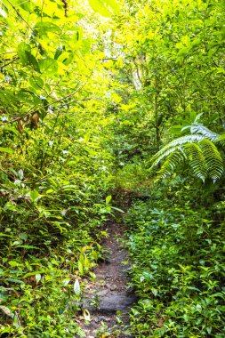 Orta Amerika 'daki Para Heredia Kosta Rika' daki dağlarda orman yolu yürüyüş yolu ve uzun dev bitkiler ve ağaçlar olan büyülü bir orman..