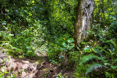 Orta Amerika 'daki Para Heredia Kosta Rika' daki dağlarda orman yolu yürüyüş yolu ve uzun dev bitkiler ve ağaçlar olan büyülü bir orman..