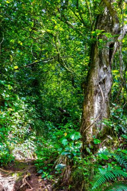 Orta Amerika 'daki Para Heredia Kosta Rika' daki dağlarda orman yolu yürüyüş yolu ve uzun dev bitkiler ve ağaçlar olan büyülü bir orman..