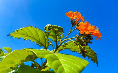 Kou Cordia subcordata flowering tree with orange flowers beach cordia sea trumpet with green leaves and blue sky background in Playa del Carmen Mexico.