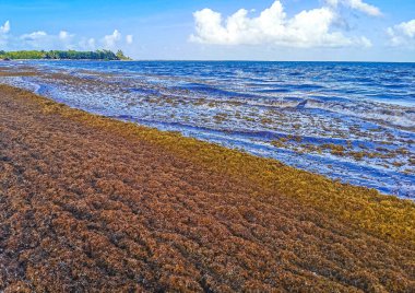 The beautiful Caribbean beach totally filthy and dirty the nasty seaweed sargazo problem in Playa del Carmen Quintana Roo Mexico.