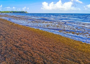 The beautiful Caribbean beach totally filthy and dirty the nasty seaweed sargazo problem in Playa del Carmen Quintana Roo Mexico. clipart