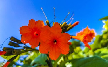 Kou Cordia subcordata flowering tree with orange flowers beach cordia sea trumpet with green leaves and blue sky background in Playa del Carmen Mexico.