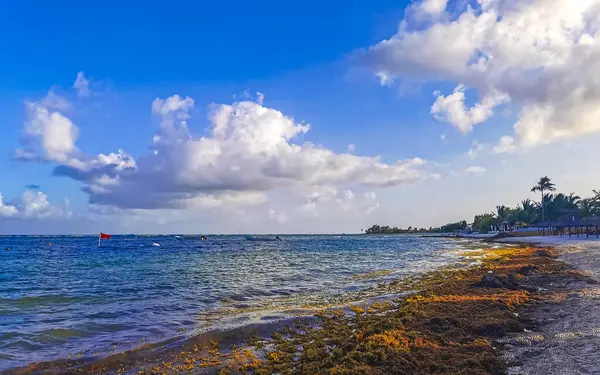 The beautiful Caribbean beach totally filthy and dirty the nasty seaweed sargazo problem in Playa del Carmen Quintana Roo Mexico.