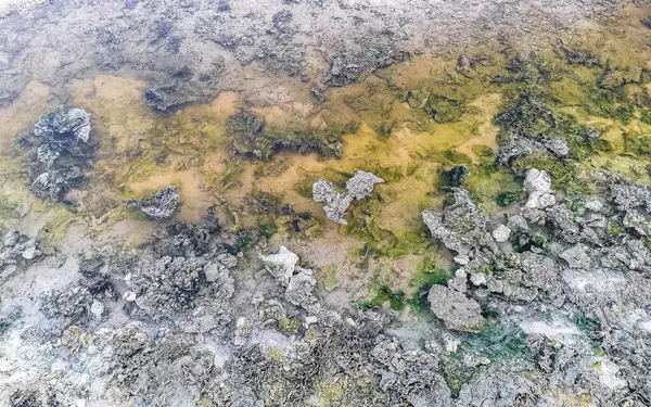 Playa del Carmen Quintana Roo Meksika sahilindeki turkuaz yeşil ve mavi sularda kayalar ve mercanlar..