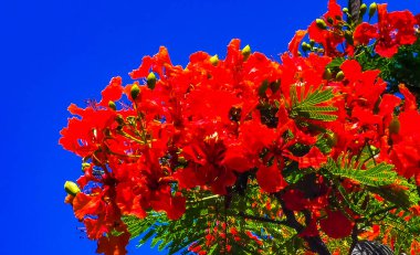 Flamboyant or Delonix Regia red flowers closeup. Beautiful tropical flame tree flowers. Royal Poinciana Tree or Flame Tree or Peacock Flower in Playa del Carmen Quintana Roo Mexico.
