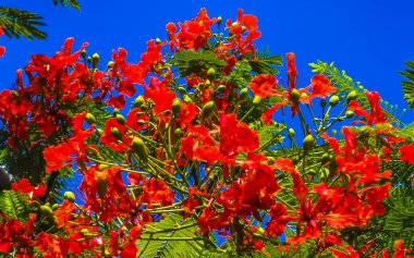 Flamboyant or Delonix Regia red flowers closeup. Beautiful tropical flame tree flowers. Royal Poinciana Tree or Flame Tree or Peacock Flower in Playa del Carmen Quintana Roo Mexico.