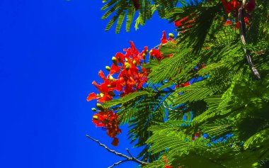 Flamboyant or Delonix Regia red flowers closeup. Beautiful tropical flame tree flowers. Royal Poinciana Tree or Flame Tree or Peacock Flower in Playa del Carmen Quintana Roo Mexico.