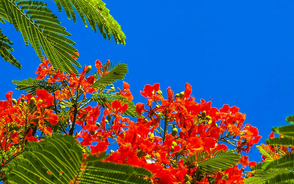 Flamboyant or Delonix Regia red flowers closeup. Beautiful tropical flame tree flowers. Royal Poinciana Tree or Flame Tree or Peacock Flower in Playa del Carmen Quintana Roo Mexico.