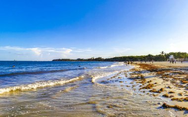 Playa del Carmen Quintana Roo Meksika 'da berrak turkuaz mavi su ve deniz yosunu otlu sargazo ile tropik Karayip sahili manzarası.