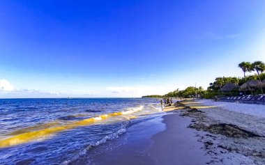 Playa del Carmen Mexico 'da turkuaz mavi su tatil beldeleri ve palmiye ağaçlarıyla tropikal Meksika Karayip Sahili manzarasında muhteşem ve renkli gün batımı..