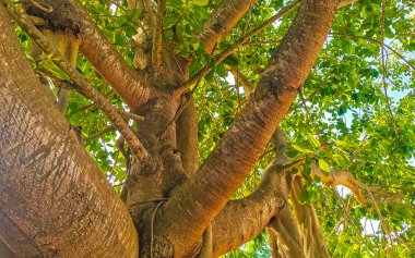 Playa del Carmen Quintana Roo Meksika 'da Ficus maxima incir ağacı..