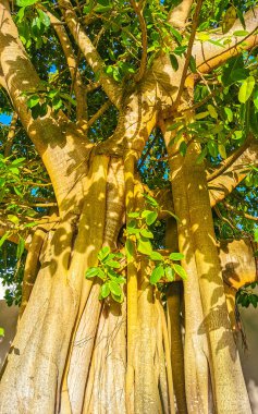 Playa del Carmen Quintana Roo Meksika 'da Ficus maxima incir ağacı..