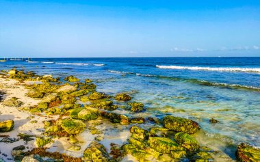 Playa del Carmen Quintana Roo Meksika sahilindeki turkuaz yeşil ve mavi sularda kayalar ve mercanlar..