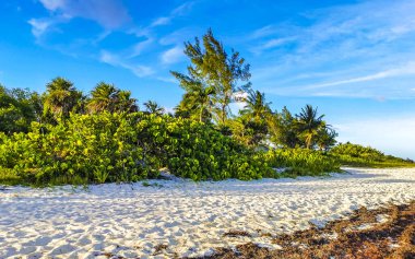 Playa del Carmen Quintana Roo Meksika 'da berrak turkuaz mavi su ve deniz yosunu otlu sargazo ile tropik Karayip sahili manzarası.