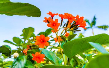 Kou Cordia subcordata flowering tree with orange flowers beach cordia sea trumpet with green leaves and blue sky background in Playa del Carmen Mexico.