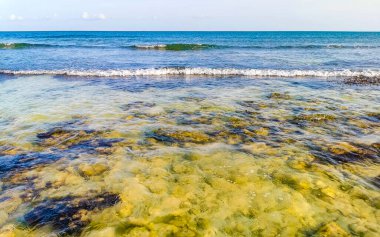 Playa del Carmen Quintana Roo Meksika sahilindeki turkuaz yeşil ve mavi sularda kayalar ve mercanlar..