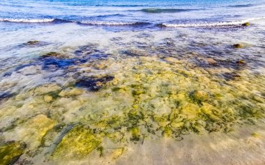 Playa del Carmen Quintana Roo Meksika sahilindeki turkuaz yeşil ve mavi sularda kayalar ve mercanlar..
