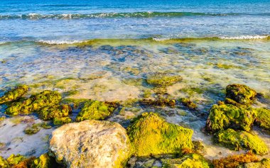 Playa del Carmen Quintana Roo Meksika sahilindeki turkuaz yeşil ve mavi sularda kayalar ve mercanlar..